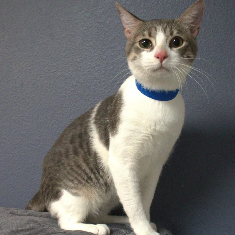 A young medium-sized male White Domestic Short Hair cat named Francis for adoption in Lakeland, FL