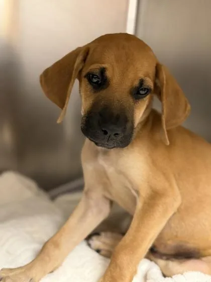 A baby large-sized female Hound dog named Milkyway for adoption in Sacramento, CA