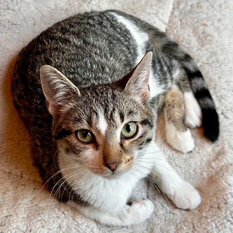 Stella