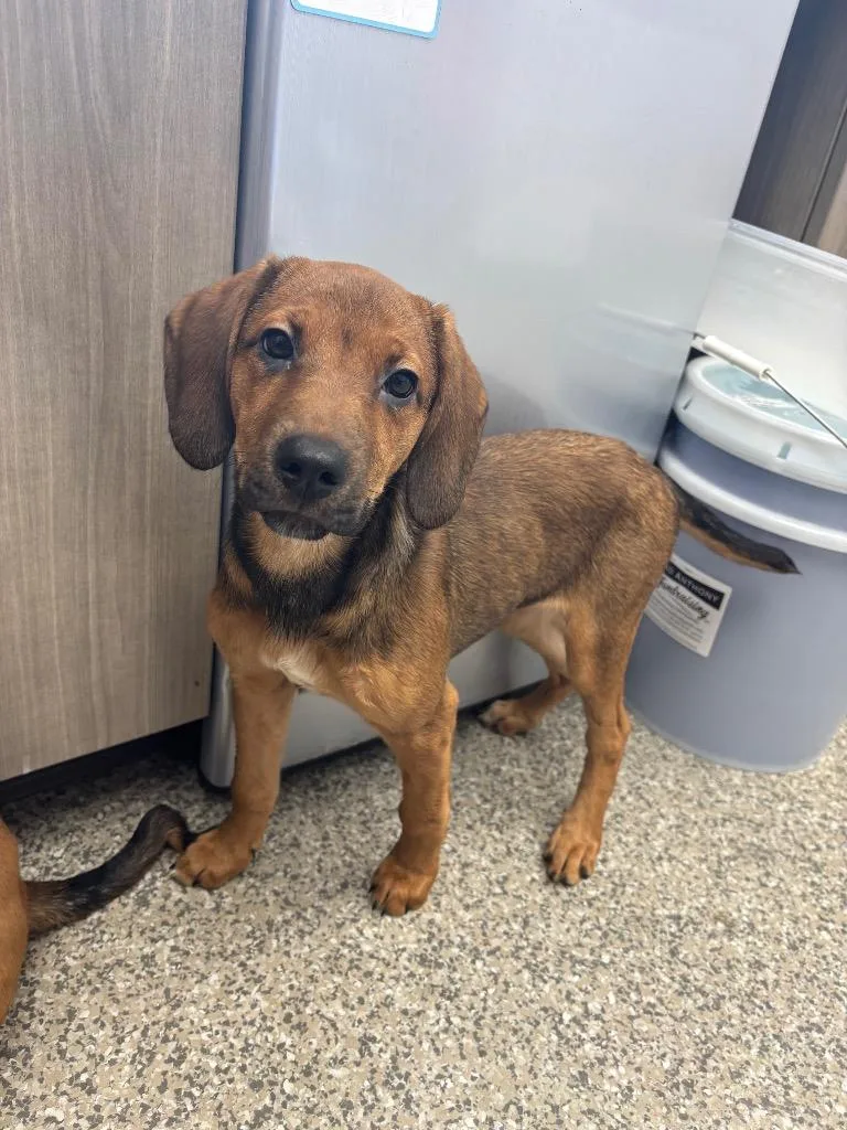 A baby medium-sized female Coonhound dog named Ziva for adoption in Van Wert, OH