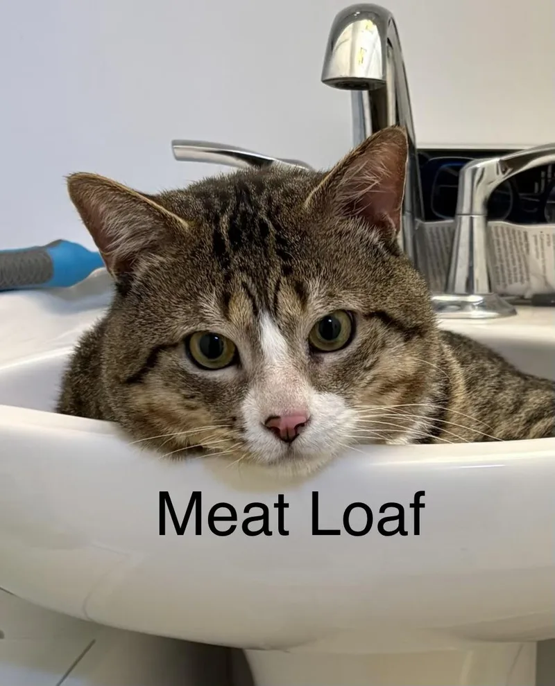 A young large-sized male Tabby (Brown / Chocolate) Tabby cat named Meat Loaf for adoption in Roslyn Heights, NY