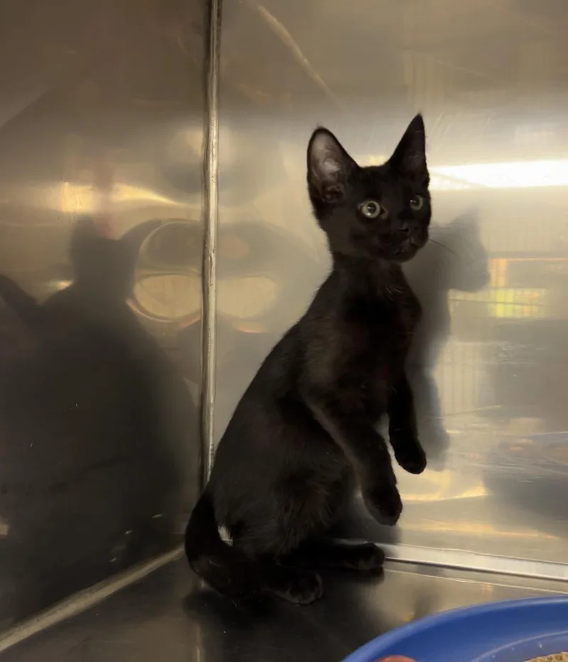 A baby medium-sized male Black Domestic Short Hair cat named Squidward for adoption in Montville, NJ