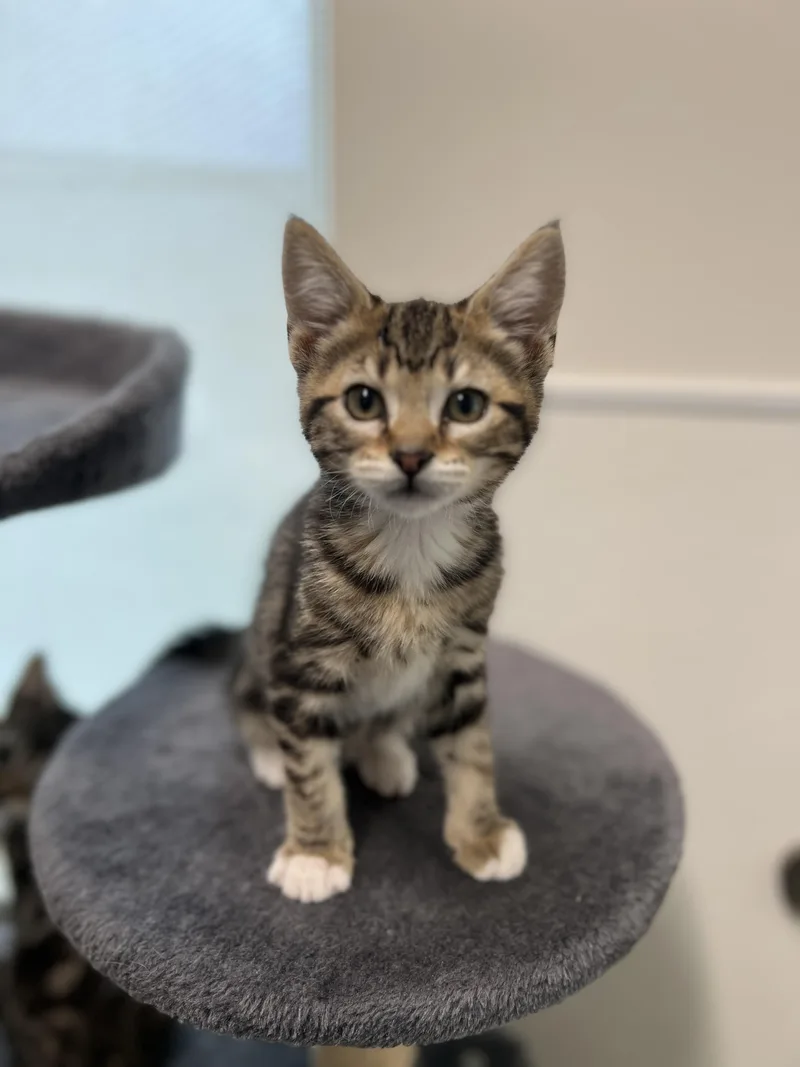 A baby medium-sized male Tabby (Buff / Tan / Fawn) Domestic Short Hair cat named Feta for adoption in Waldport, OR