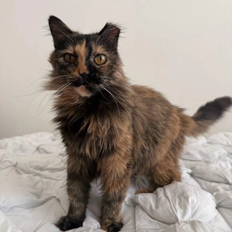 An adult small-sized female Tortoiseshell Domestic Long Hair cat named Wictoria for adoption in Long Beach, CA
