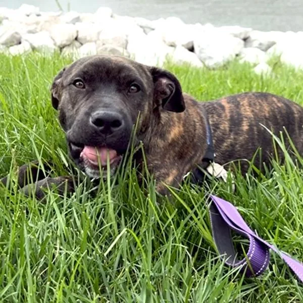 A young medium-sized male Terrier dog named Zues for adoption in Des Moines, IA