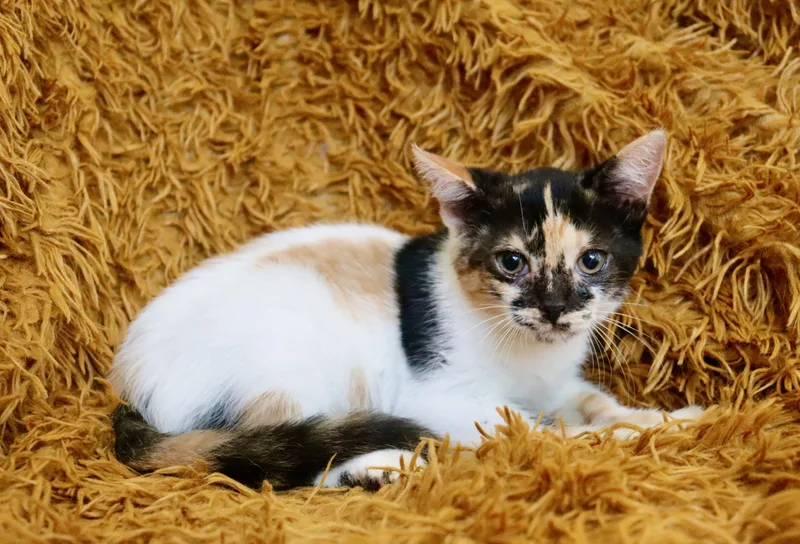 A baby medium-sized female Calico cat named Singer for adoption in Saint Augustine, FL