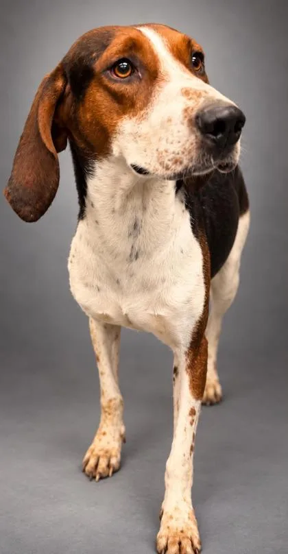 An adult large-sized male Coonhound dog named Big Mac for adoption in Bowling Green, KY