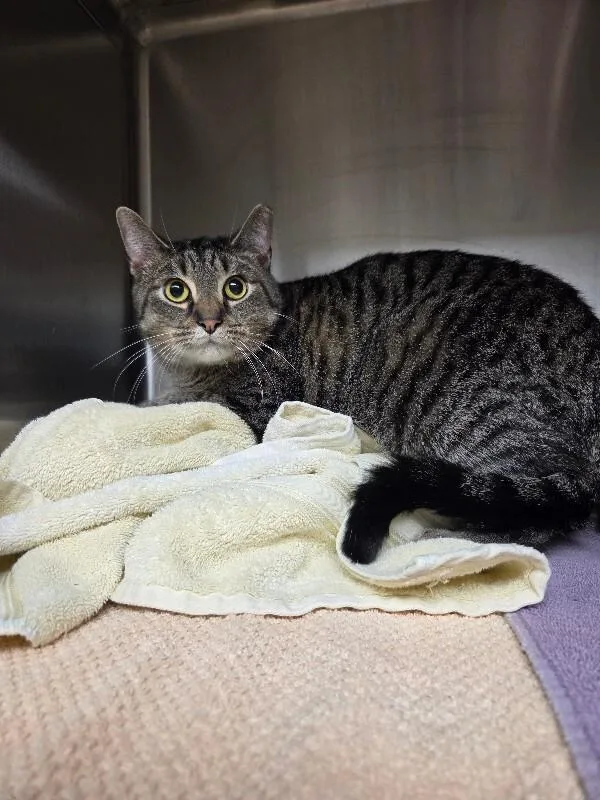 An adult medium-sized male Brown / Chocolate Tiger cat named Casper for adoption in Bluffton, IN