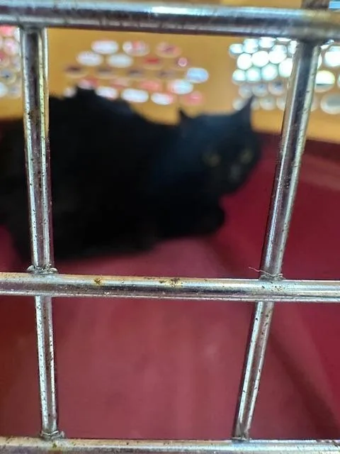 Salem