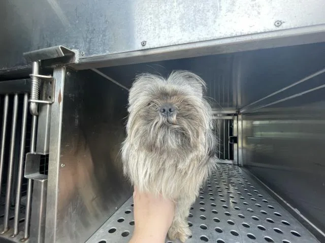 An adult small-sized male Shih Tzu dog named Olly for adoption in Dallas, TX