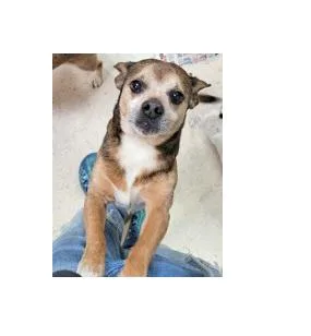 An adult small-sized male Brown / Chocolate Chihuahua dog named Larry for adoption in Portsmouth, OH
