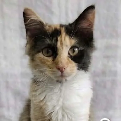 A baby medium-sized female Calico cat named Snookie for adoption in Wyandotte, MI