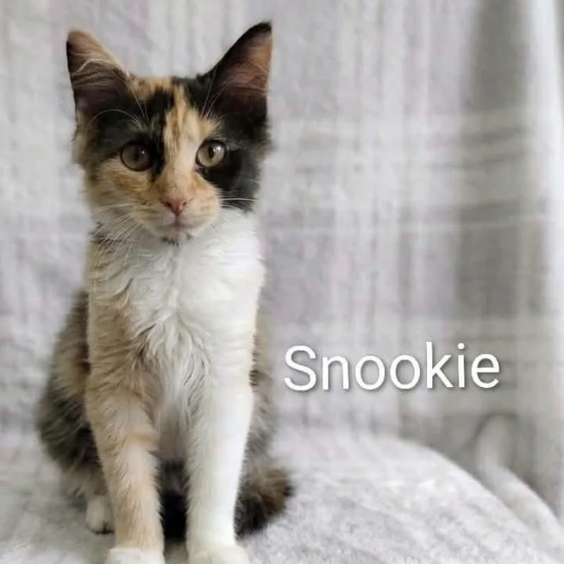 Snookie thumbnail 3