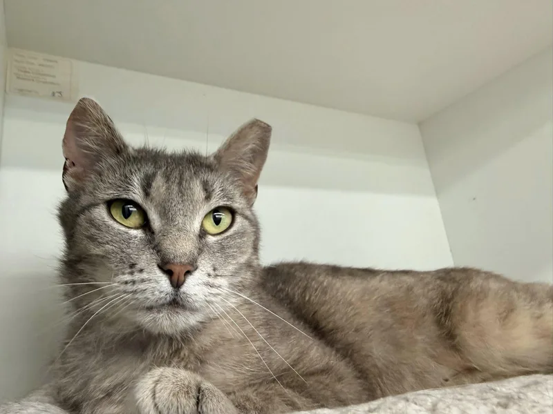 Gracie