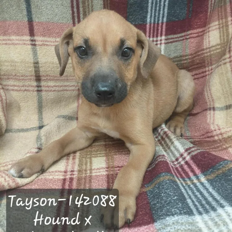 Tayson