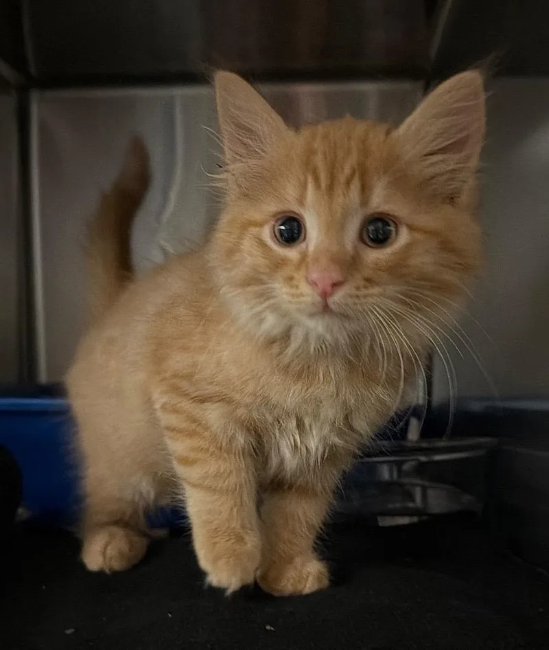 A baby small-sized male Domestic Short Hair cat named Aleve for adoption in Ocala, FL