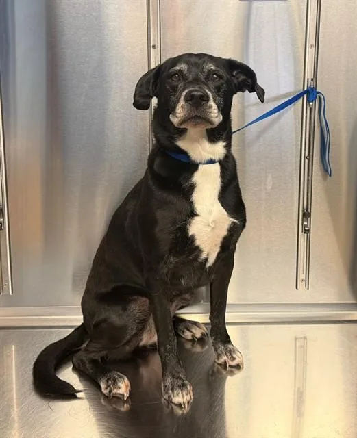 An adult medium-sized female Labrador Retriever dog named Tia for adoption in Minneapolis, MN