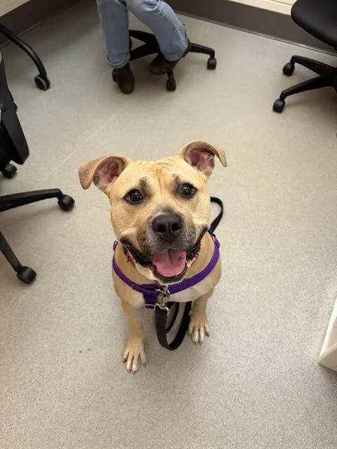 A young medium-sized female Pit Bull Terrier dog named Hennessy for adoption in Methuen, MA