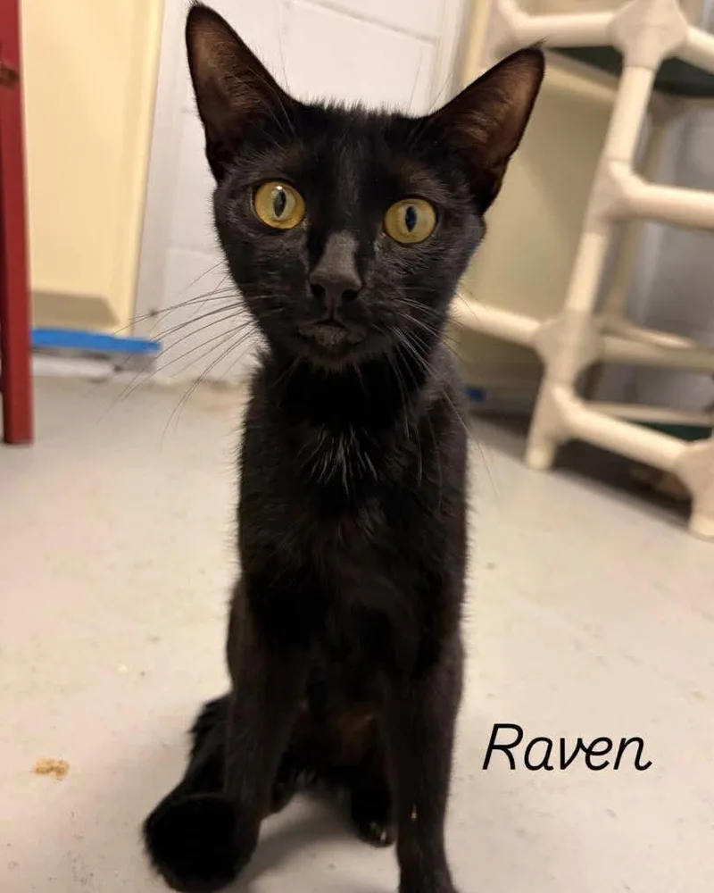 An adult medium-sized female Domestic Short Hair cat named Raven for adoption in Rock Hill, NY