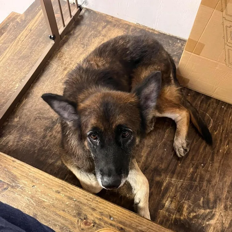 An adult large-sized female Black German Shepherd Dog named Reesie for adoption in Farmersville, OH