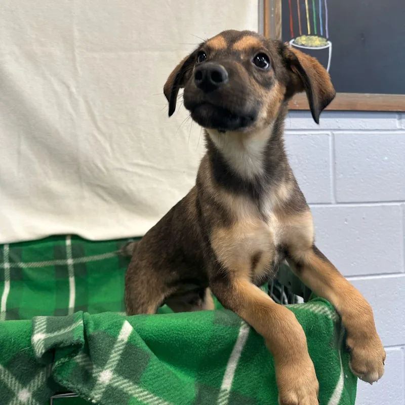 Shamrock thumbnail 2