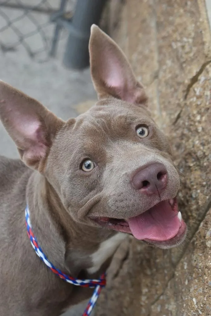 A young medium-sized male Pit Bull Terrier dog named Denten for adoption in Tulsa, OK