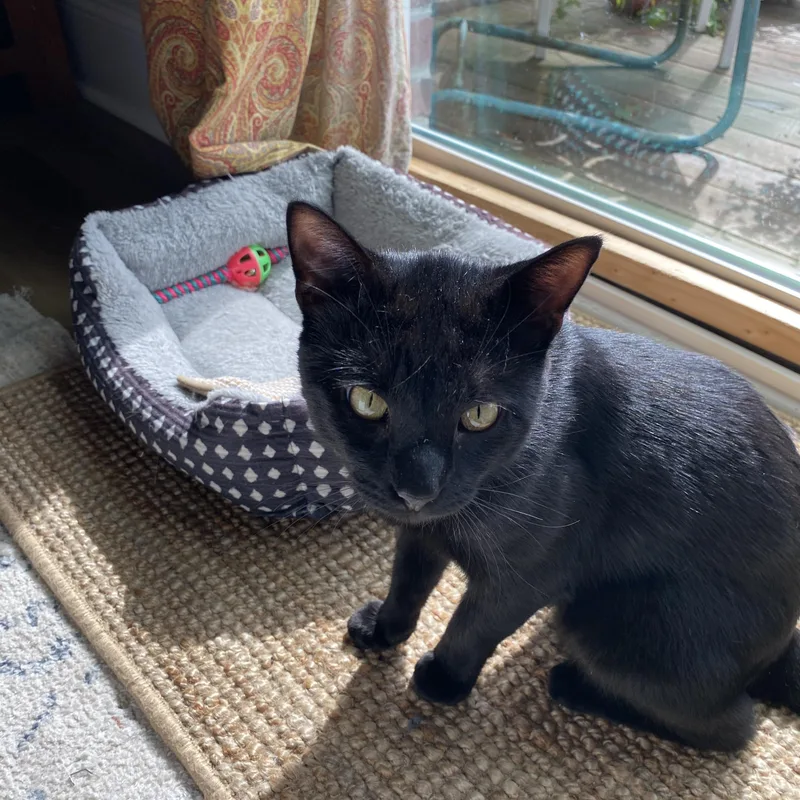 A young medium-sized male Black Domestic Short Hair cat named Courtesy ListingSalem for adoption in Carthage, NC