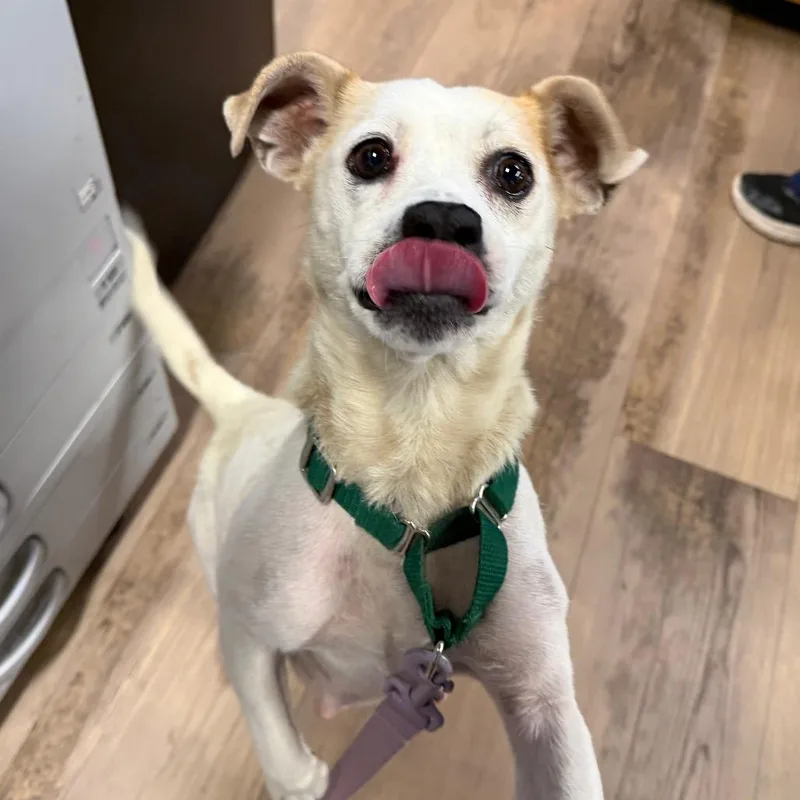 An adult medium-sized female White / Cream Pug dog named Rizzo for adoption in Durango, CO