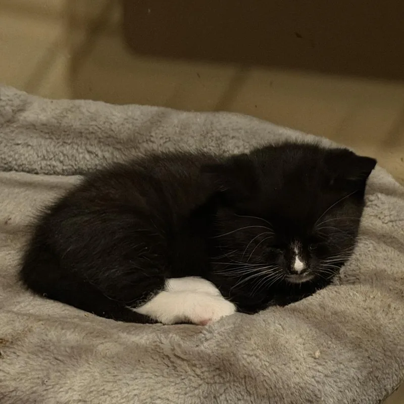 A baby small-sized male Black Domestic Short Hair cat named Nova for adoption in Falls Church, VA