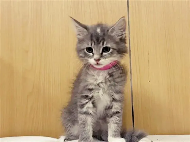 Cranberry