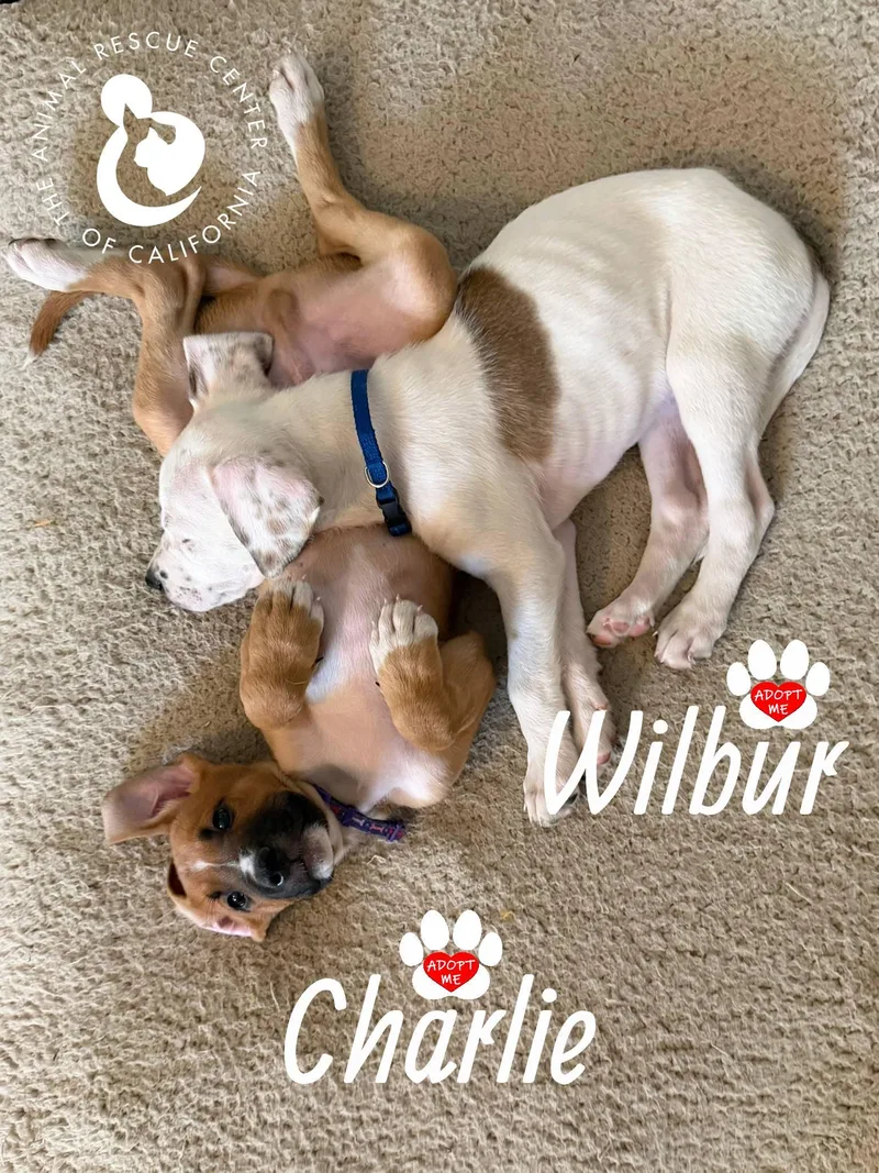 Wilbur