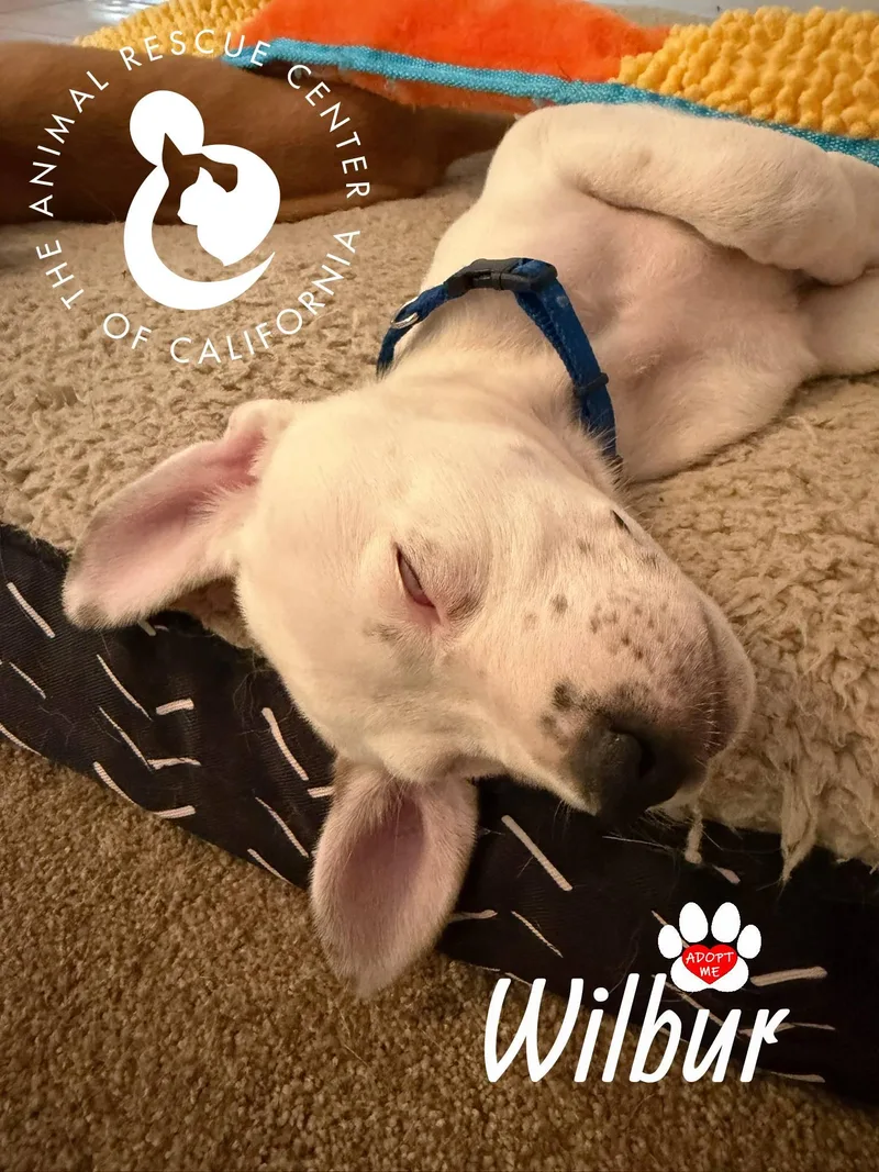Wilbur thumbnail 2