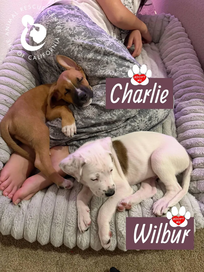 Wilbur thumbnail 3