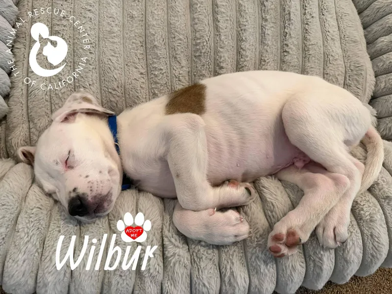 Wilbur thumbnail 4