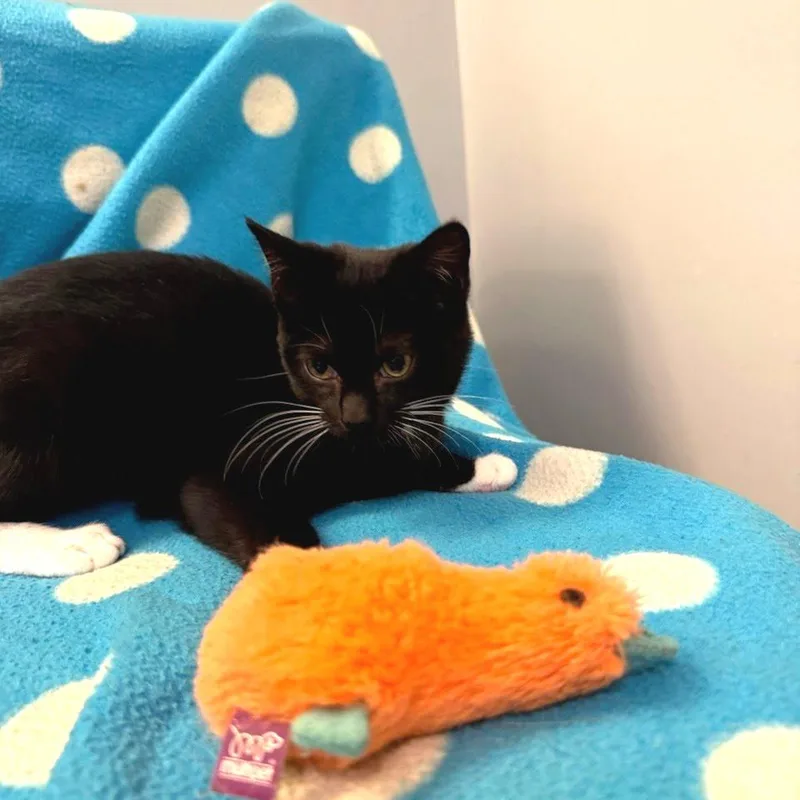 A baby small-sized female Black Domestic Short Hair cat named Skill issue for adoption in Fredericksburg, VA