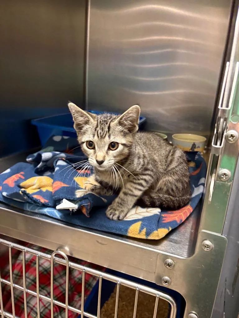 A baby small-sized male Domestic Short Hair cat named Rutt for adoption in Ocala, FL