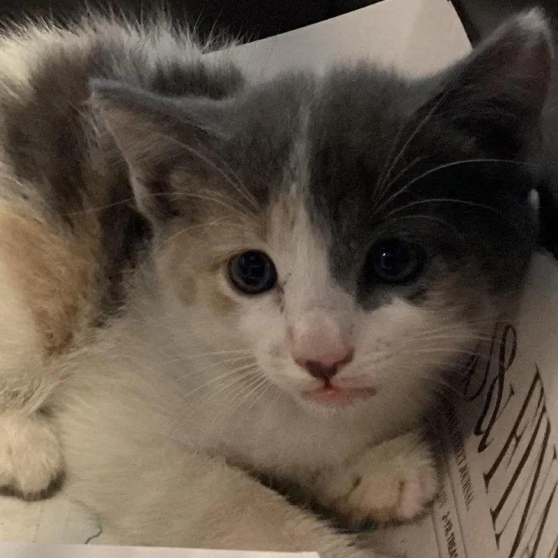 A baby small-sized female White Domestic Short Hair cat named Kenya for adoption in Montgomery, AL