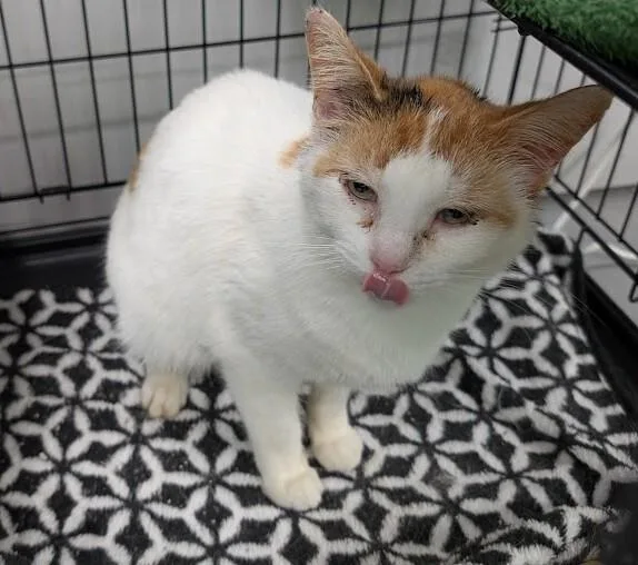 A young medium-sized female Calico Domestic Short Hair cat named Khalia for adoption in Adrian, MI