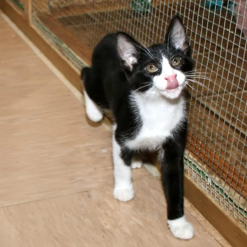 A baby medium-sized female Black & White / Tuxedo Domestic Short Hair cat named Amara for adoption in Shippenville, PA