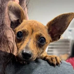 Pablo thumbnail 4