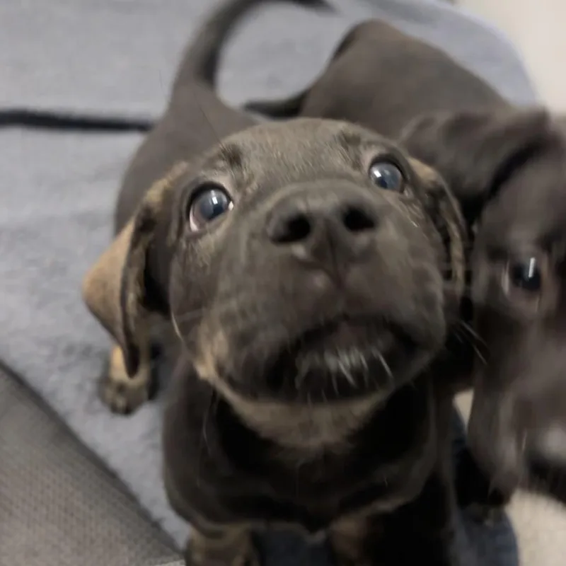 A baby medium-sized female Black Mixed Breed dog named Jinx for adoption in Washington Township, OH