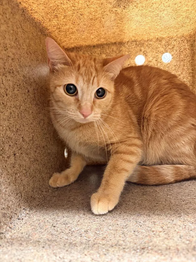A young medium-sized female Tabby (Orange / Red) Domestic Short Hair cat named Lantern for adoption in Fruit Heights, UT