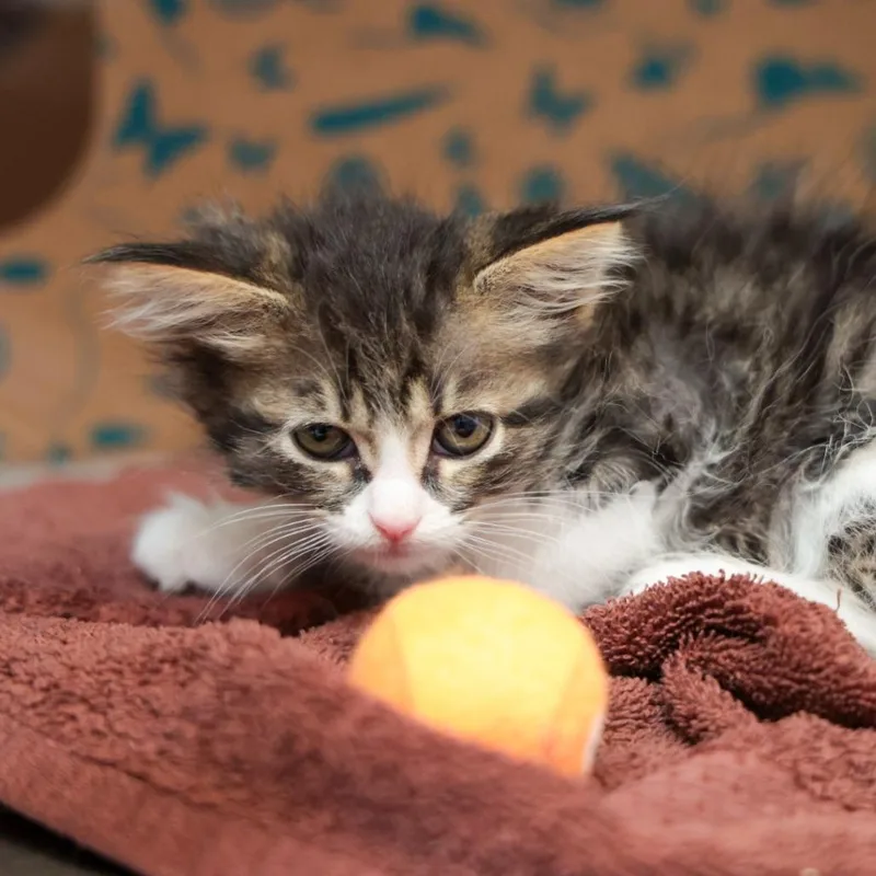 A baby small-sized female Brown / Chocolate Domestic Medium Hair cat named Maxine for adoption in Santa Barbara, CA