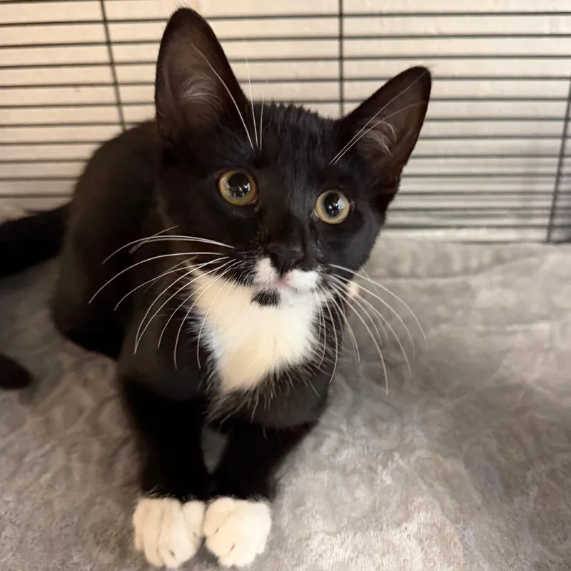 A baby small-sized female Black Domestic Short Hair cat named Shae for adoption in Hampton Bays, NY