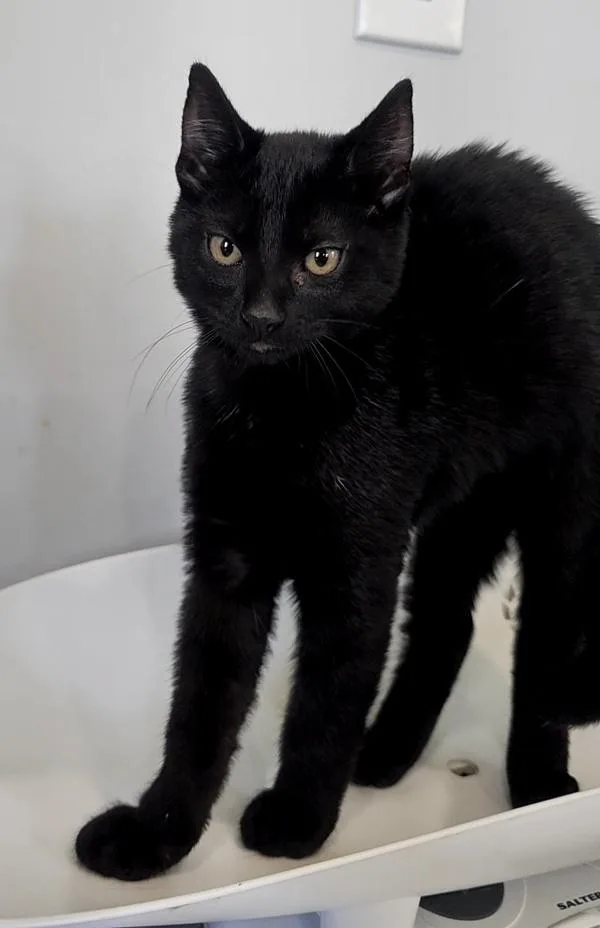 A baby medium-sized male Domestic Short Hair cat named Smokly for adoption in Cleveland, TN