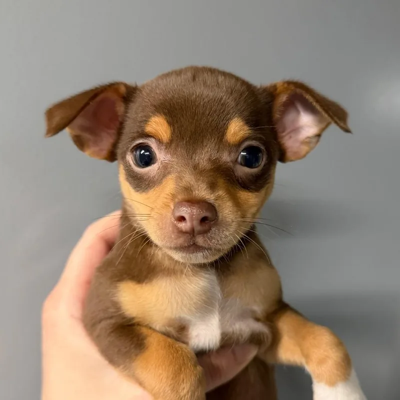 A baby small-sized female Brown / Chocolate Mixed Breed dog named Juniper for adoption in DeKalb, IL