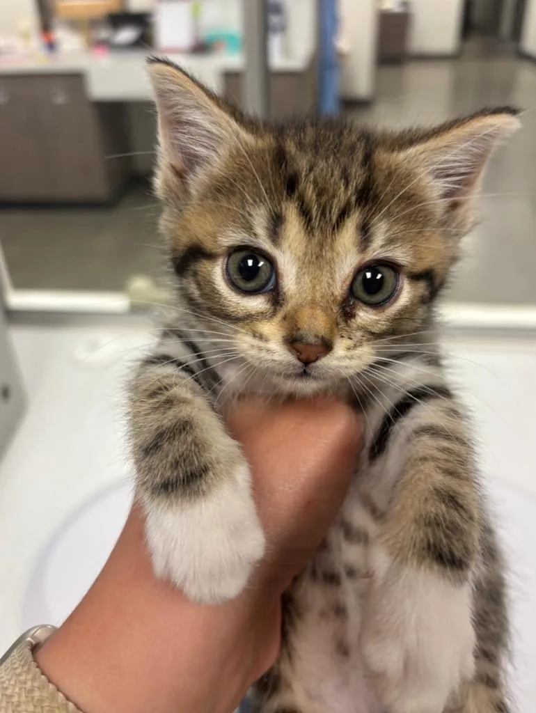 A baby large-sized female American Shorthair cat named Rosemary for adoption in Greenfield, IN