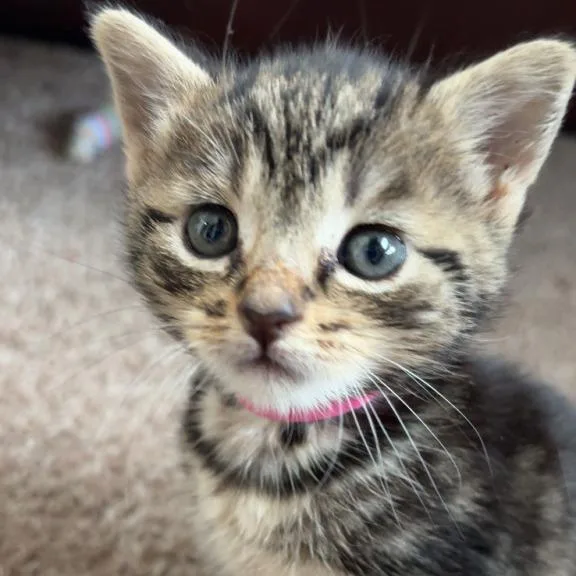A baby small-sized female Brown / Chocolate Domestic Short Hair cat named Tuk for adoption in Auburn, AL