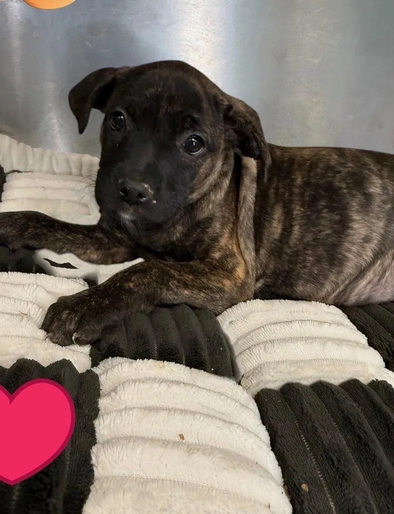 A baby medium-sized female Brindle Catahoula Leopard Dog dog named Slay for adoption in Evergreen, CO