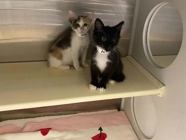 A baby small-sized female Domestic Short Hair cat named Eva for adoption in Tustin, CA